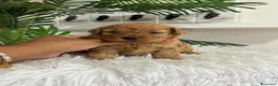 Caniche Toy perros en venta: CANICHE TOY HEMBRAS 🎀 - Anuncio 19