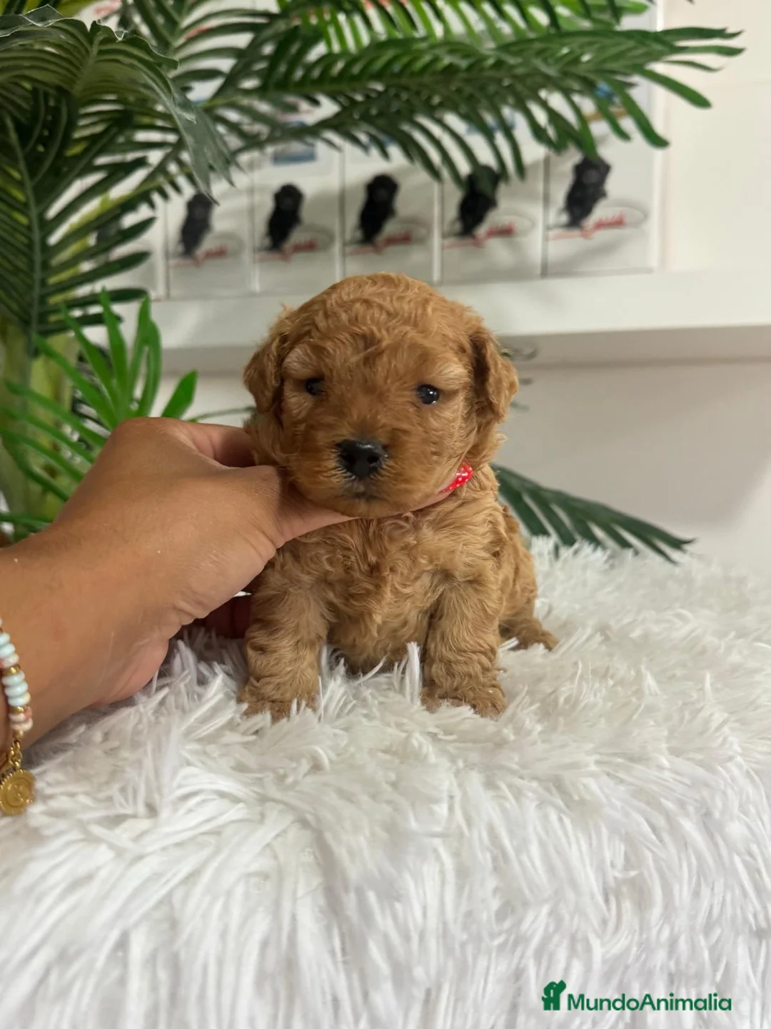 Caniche Toy perros en venta: CANICHE TOY HEMBRAS 🎀 - Anuncio 19