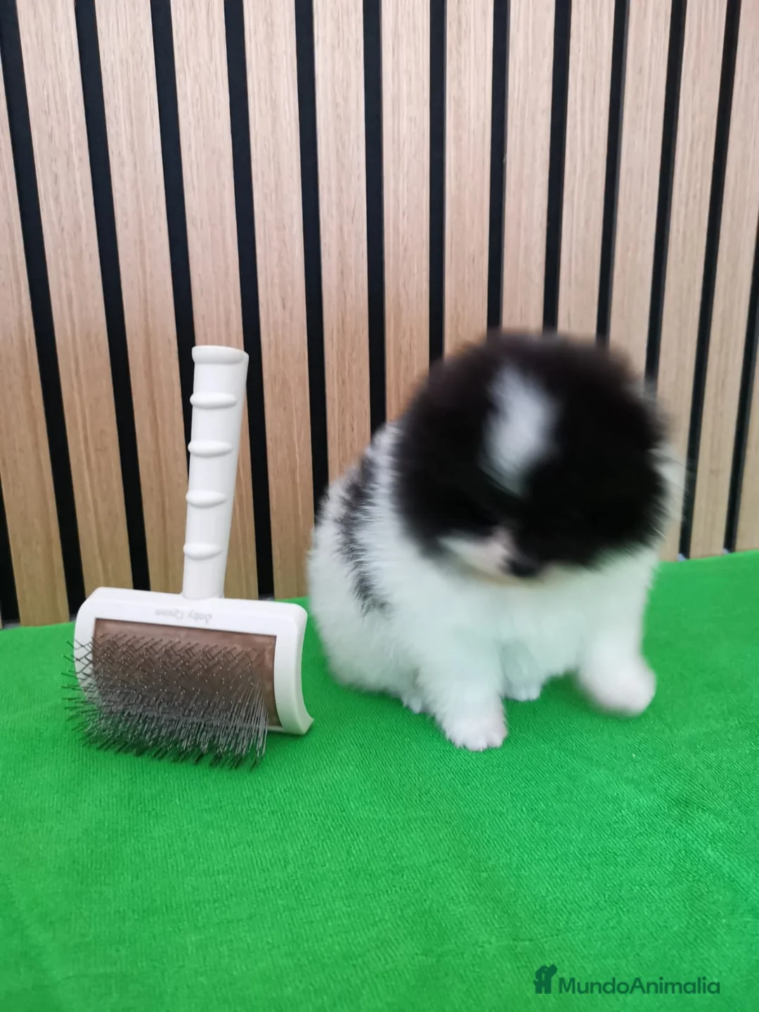 Pomerania perros en venta: Pomerania TOY Party Chocolate y Negro  - Anuncio 11