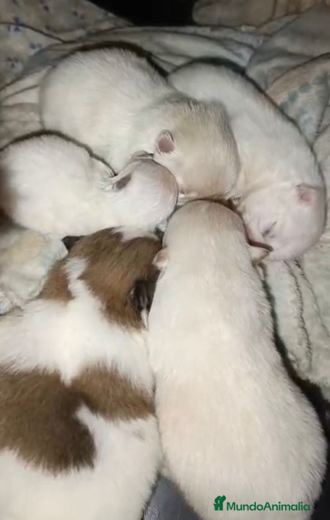 Pomerania perros en venta: Lulu pomerania toy  - Anuncio 6