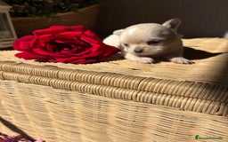 Chihuahua perros en venta: Chihuahuas cabeza manzana toy !! - Imagen 3