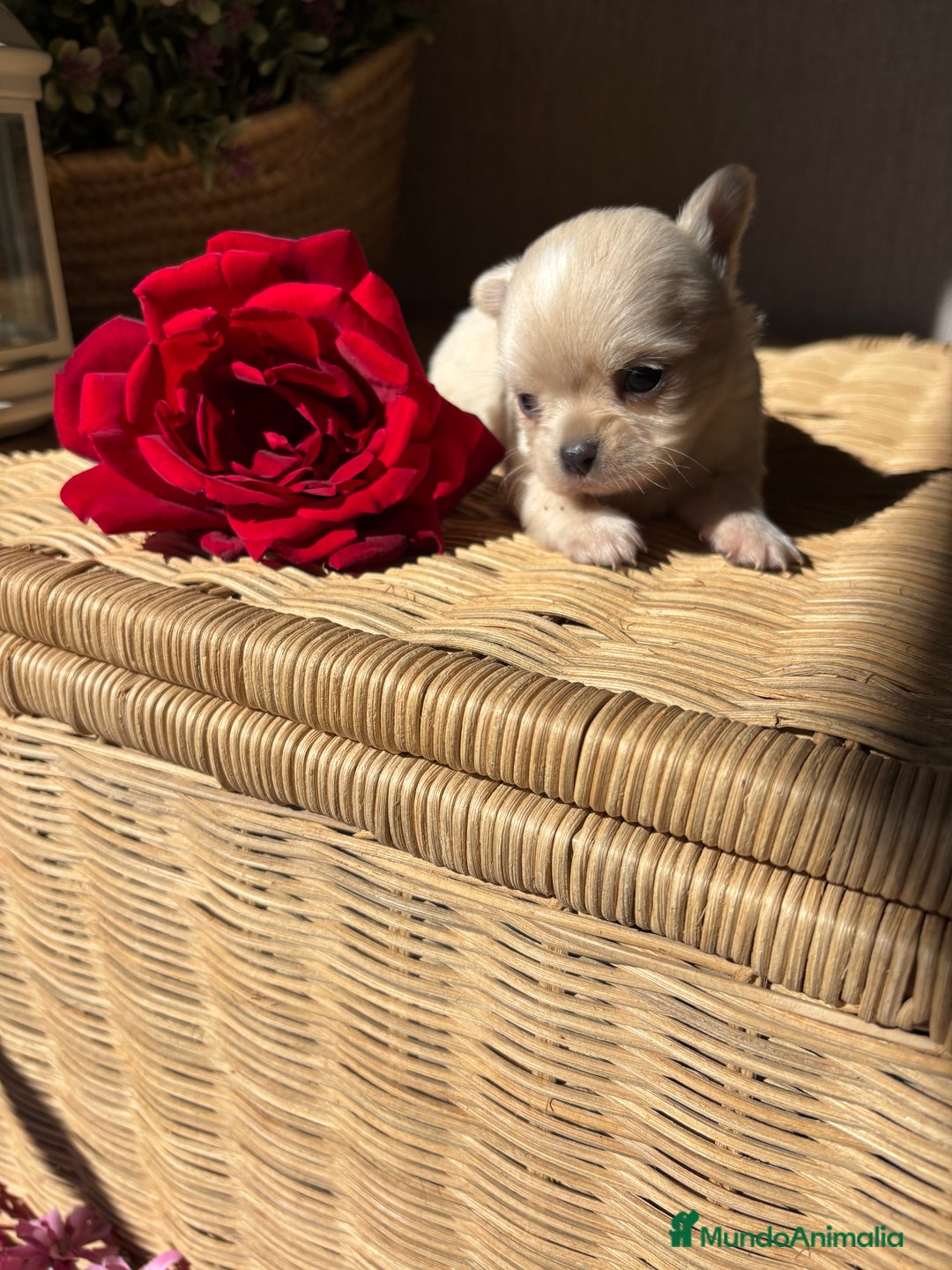 Chihuahua perros en venta: Chihuahuas cabeza manzana toy !! - Imagen 3