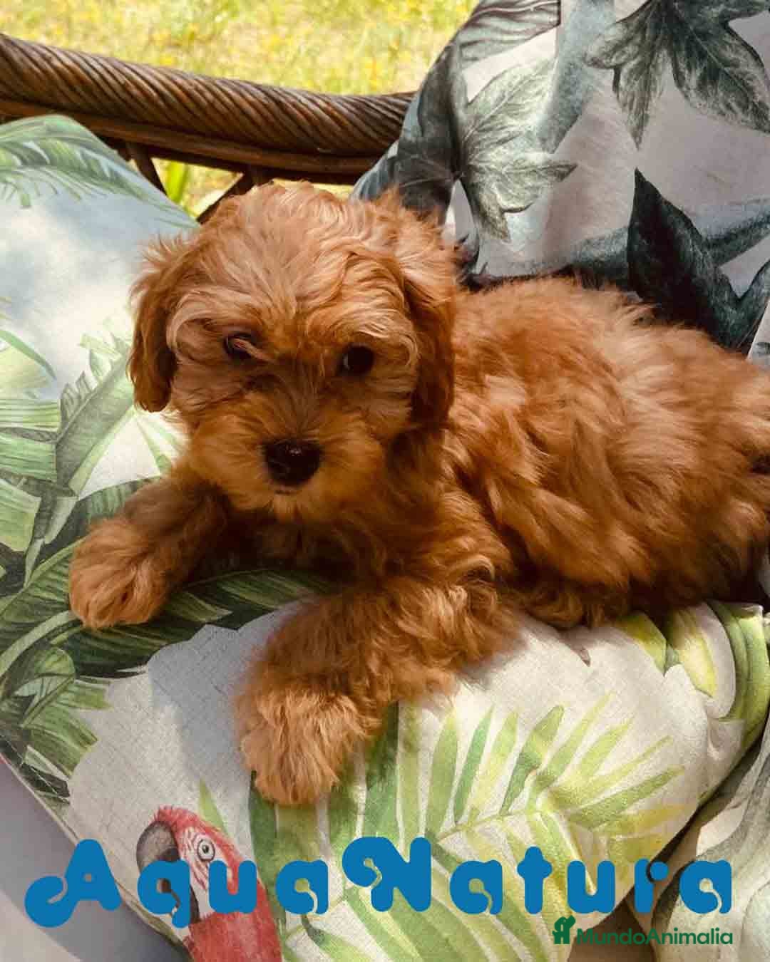 Bichón Habanero perros Havapoo Hembra de Haya y Alejo 6891 - AQUANATURA en Barcelona - Anuncio 8