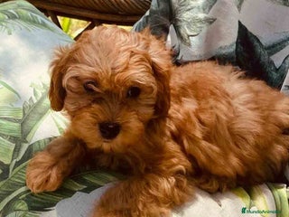 Bichón Habanero perros Havapoo Hembra de Haya y Alejo 6891 - AQUANATURA en Barcelona - Anuncio 1