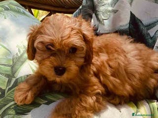 Bichón Habanero perros Havapoo Hembra de Haya y Alejo 6891 - AQUANATURA en Barcelona - Anuncio 18