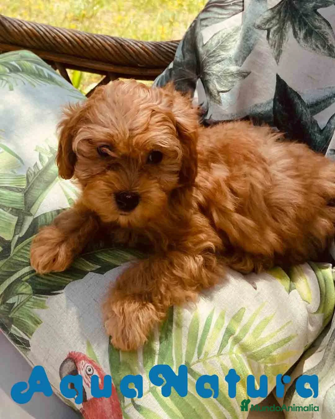 Bichón Habanero perros en venta: Havapoo Hembra de Haya y Alejo 6891 - AQUANATURA en Barcelona - Anuncio 1