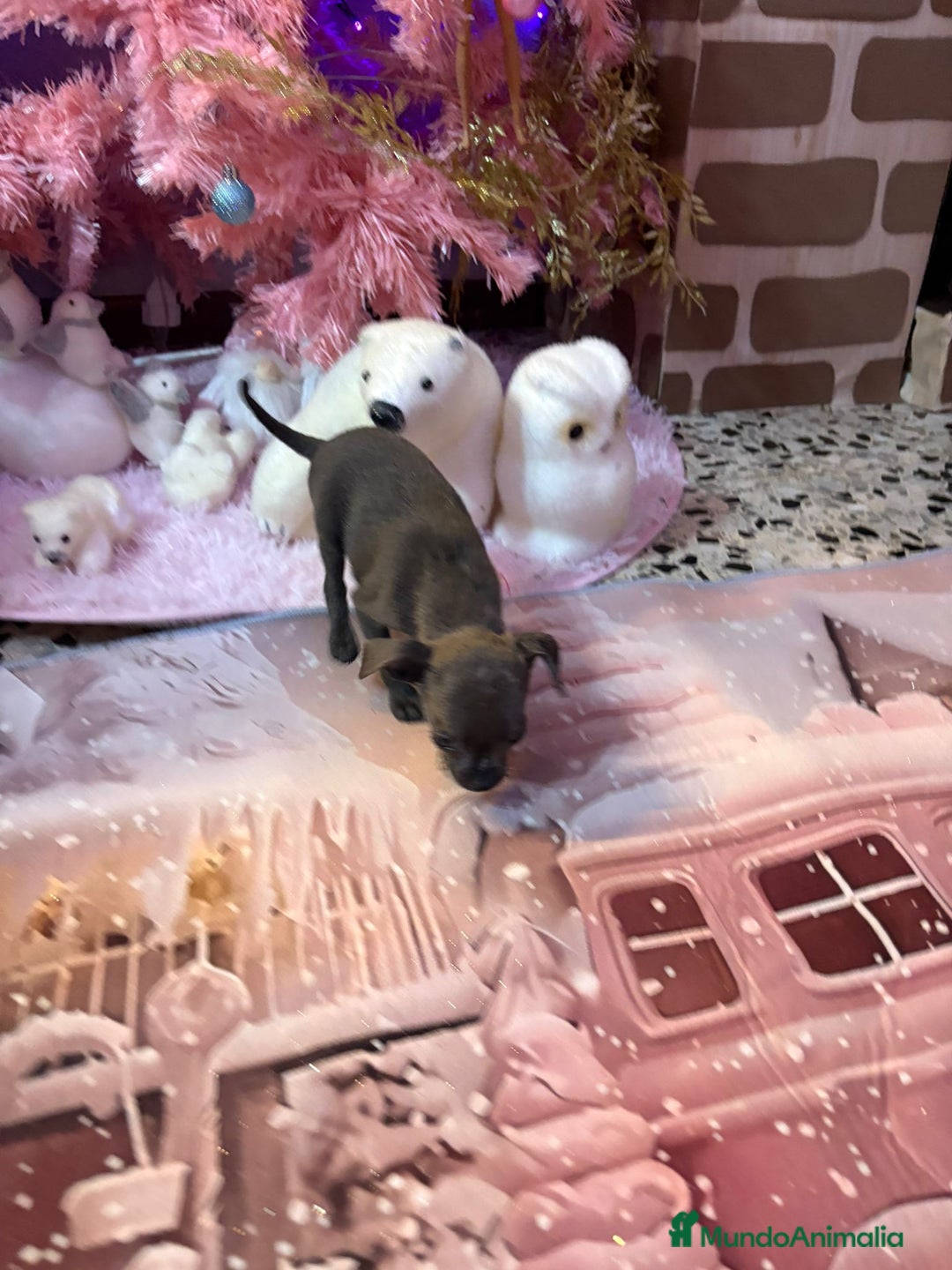 Chihuahua perros en venta: Chihuahua toy blue - Anuncio 11