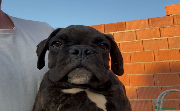 Boxer perros - Anuncio 1
