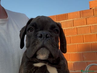 Boxer perros - Anuncio 1