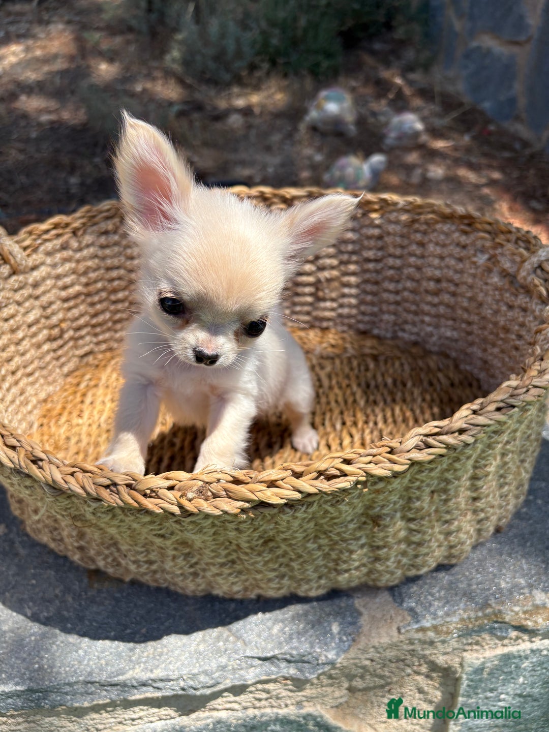 Chihuahua perros en venta: Chihuahua Micro Toy Hembra  - Imagen 8