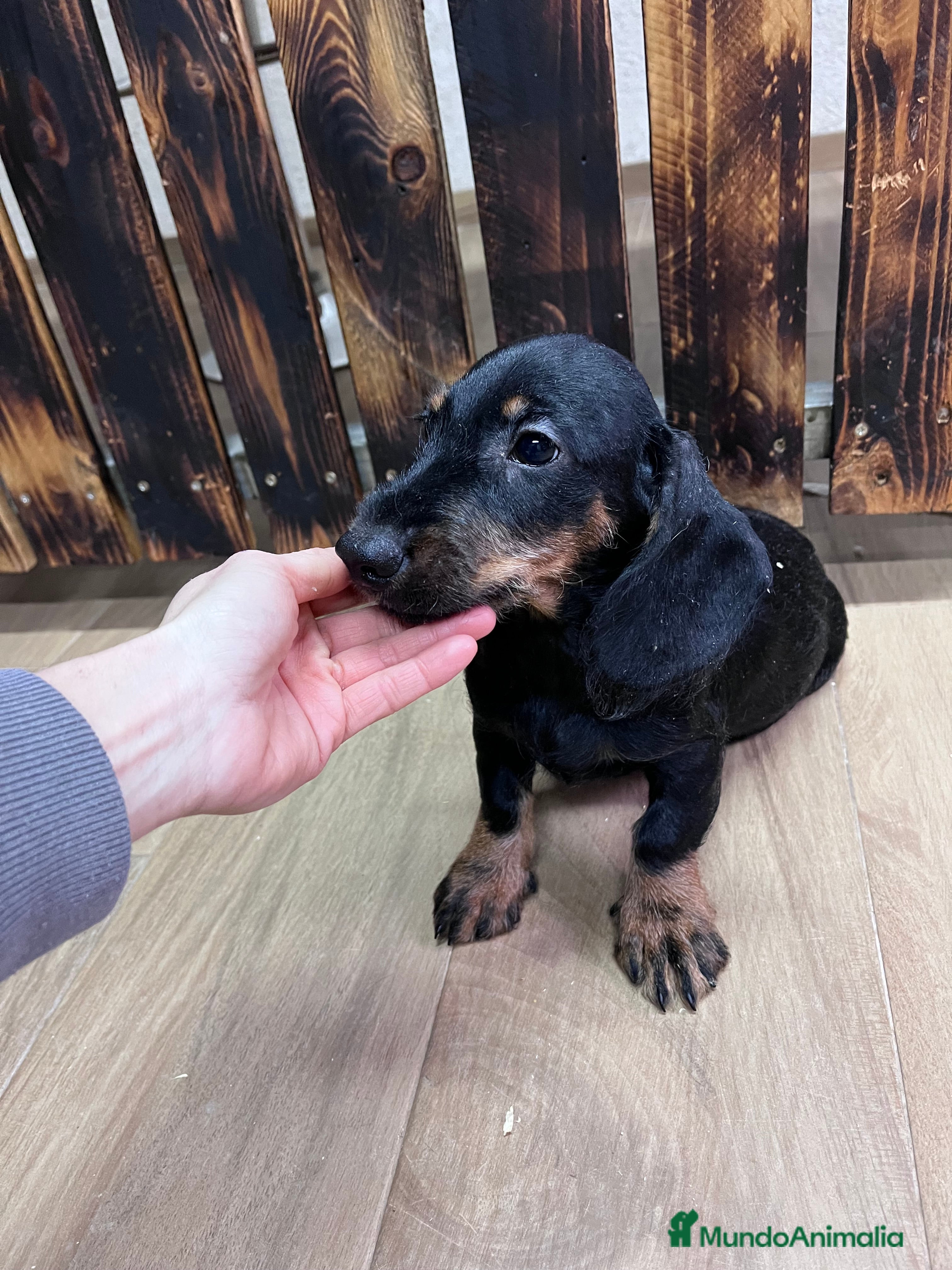 Teckel perros Teckel negro fuego pelo duro  - Anuncio 1