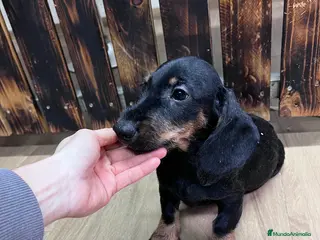 Teckel perros Teckel negro fuego pelo duro - Anuncio 1