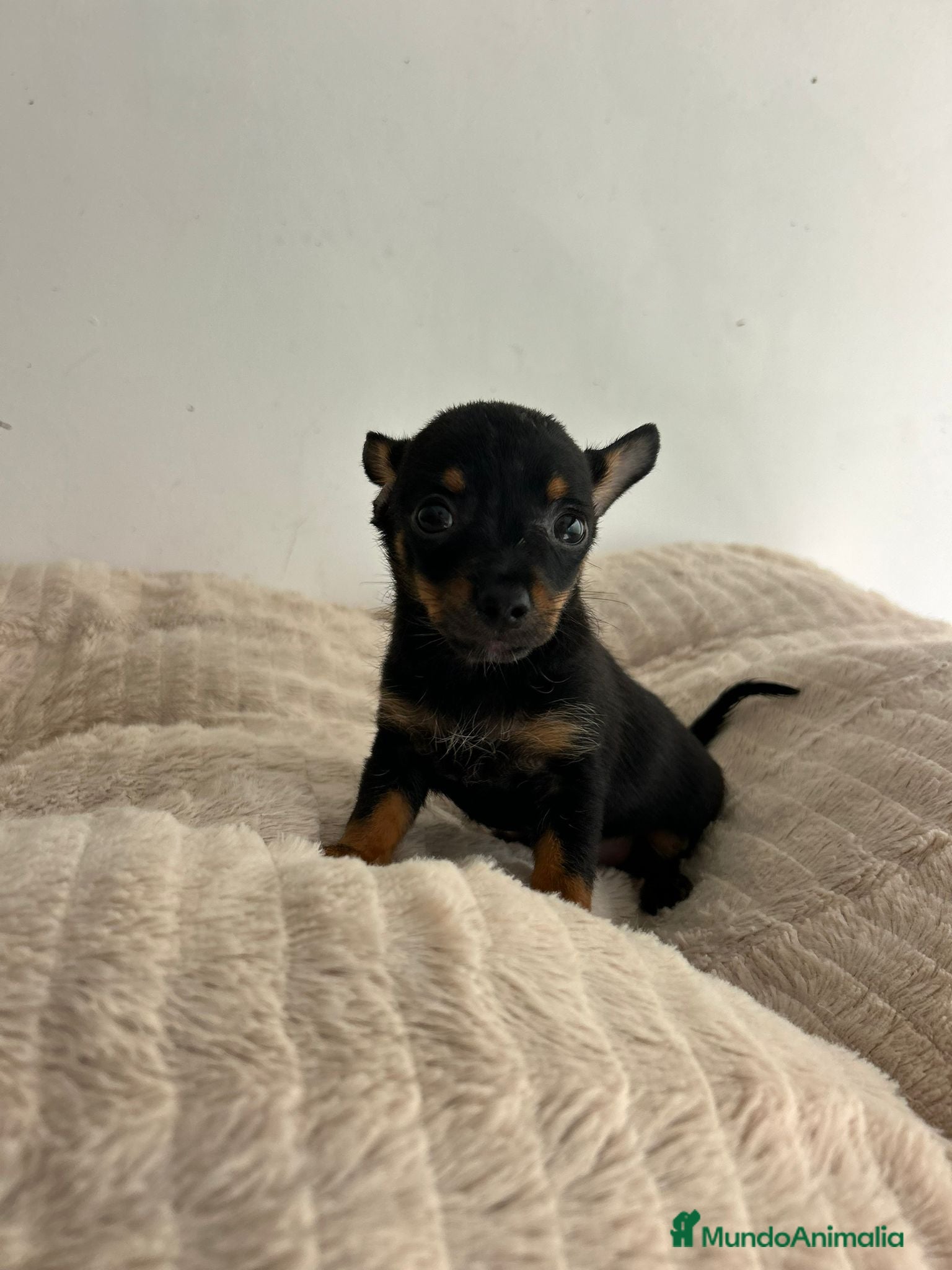 Chihuahua perros Chihuahua mini - Anuncio 1