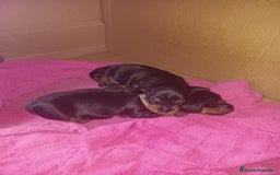 Teckel Miniatura perros en venta: Mini Teckel Negro-Fuego - Imagen 1