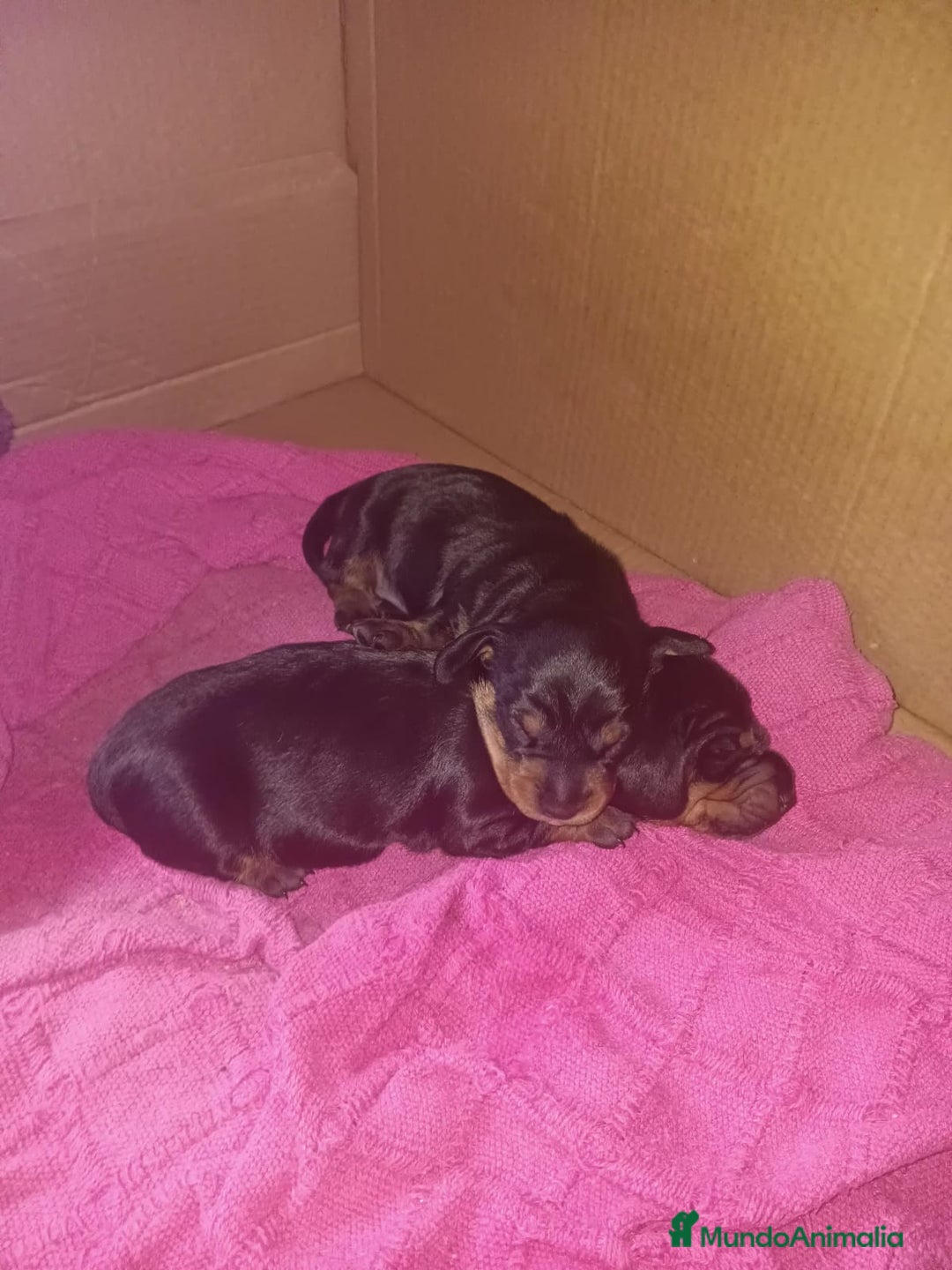Teckel Miniatura perros en venta: Mini Teckel Negro-Fuego - Imagen 1