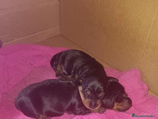 Teckel Miniatura perros - Anuncio 9