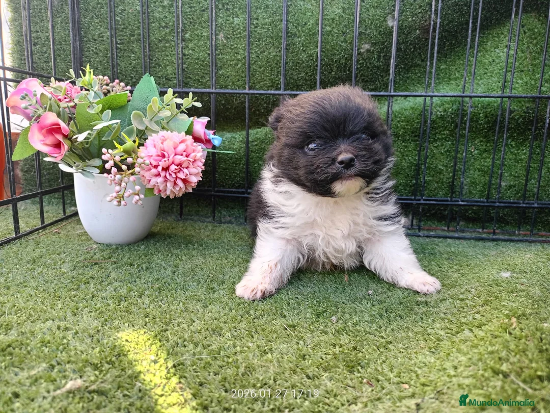 Pomerania perros en venta: POMERANIA PRECIOSO - Anuncio 1