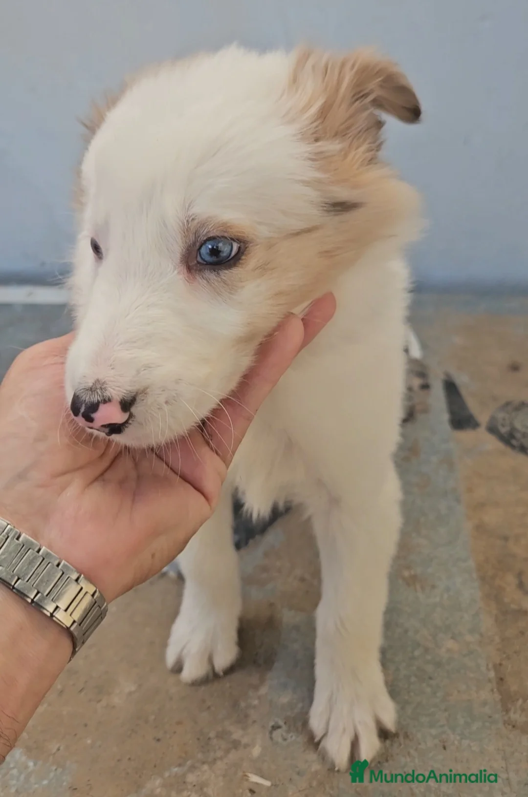 Border Collie perros en venta: Excelente cachorro border collie  - Anuncio 2