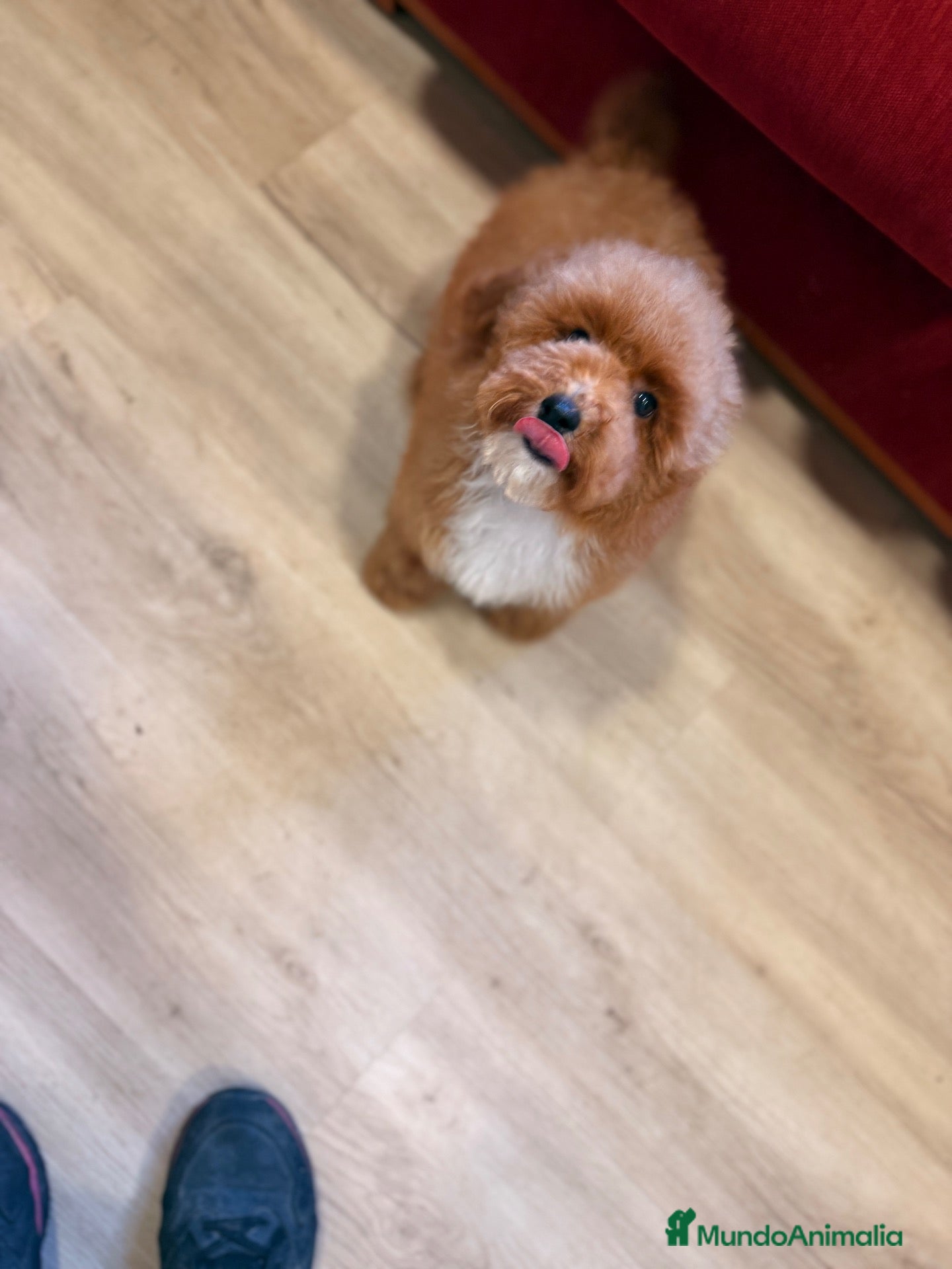 Caniche Toy perros Soy Chusito!!  - Anuncio 1