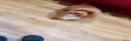 Caniche Toy perros en venta: Soy Chusito!!  - Anuncio 1