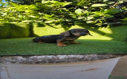 Teckel Miniatura perros en venta: teckel miniatura arlequin - Imagen 1
