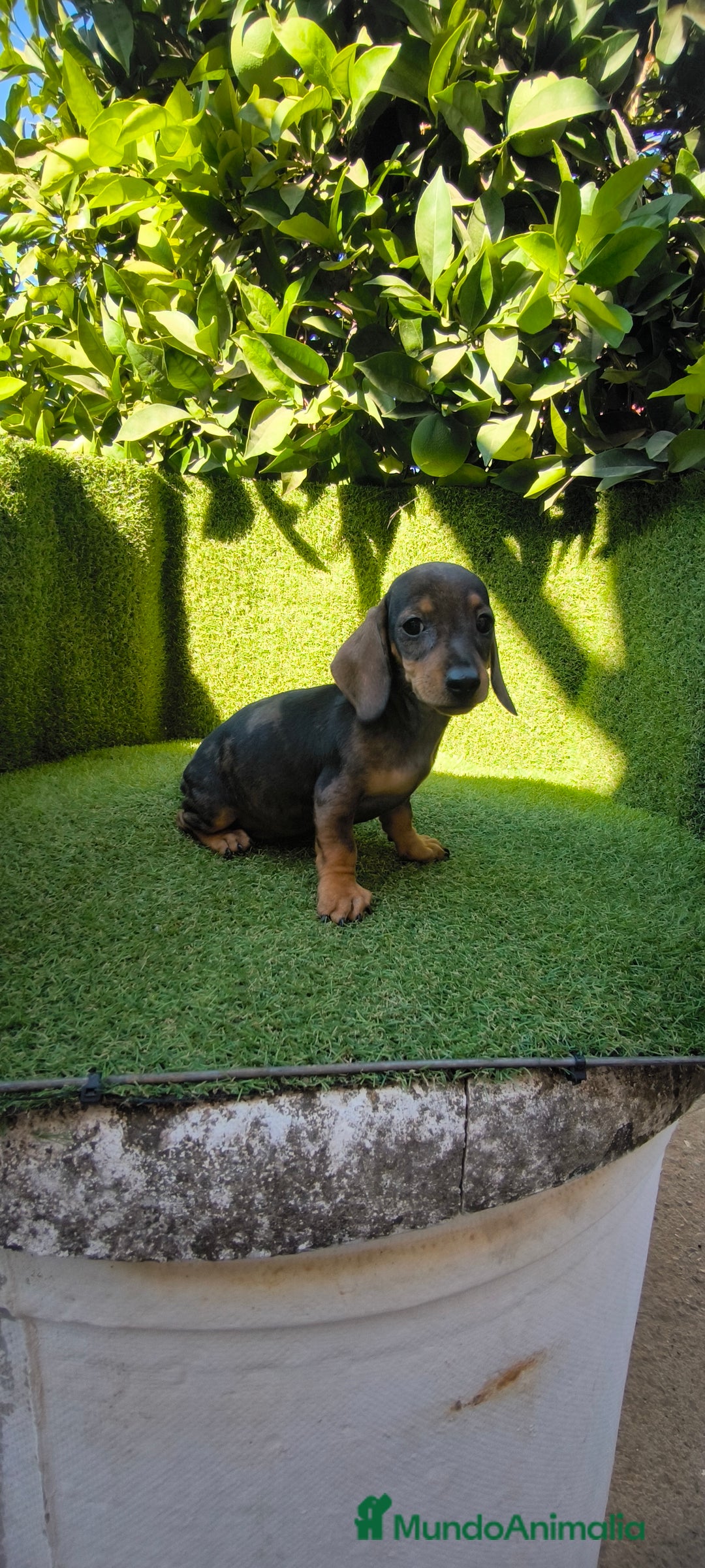 Teckel Miniatura perros en venta: teckel miniatura arlequin - Imagen 1