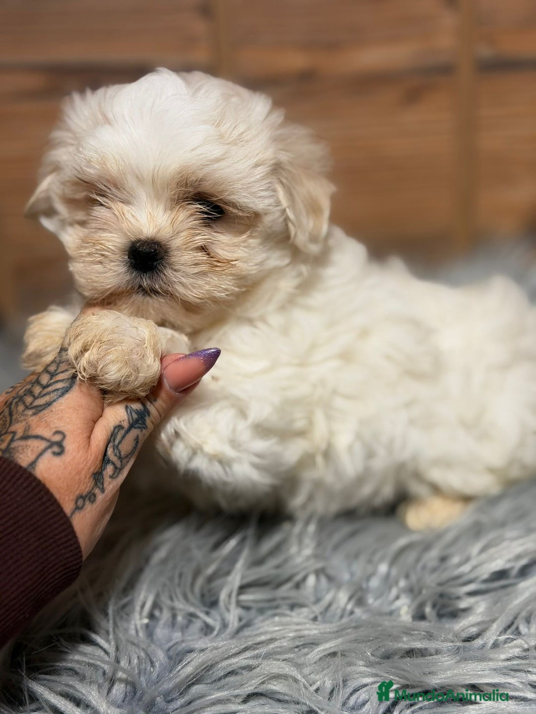Bichón Maltés perros en venta: BICHON MALTES HEMBRA - Anuncio 3