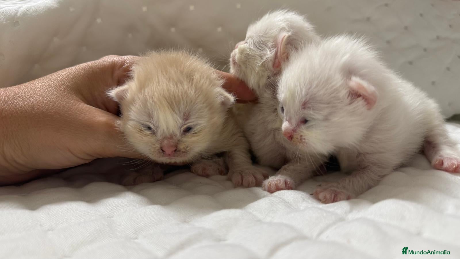 Persa gatos Gatos persas  - Anuncio 1