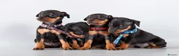 Pinscher Miniatura perros en venta: MINI PINSCHER CACHORROS  631 67 03 85 - Anuncio 1