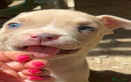 American Bully perros en venta: American bully standar  - Imagen 3