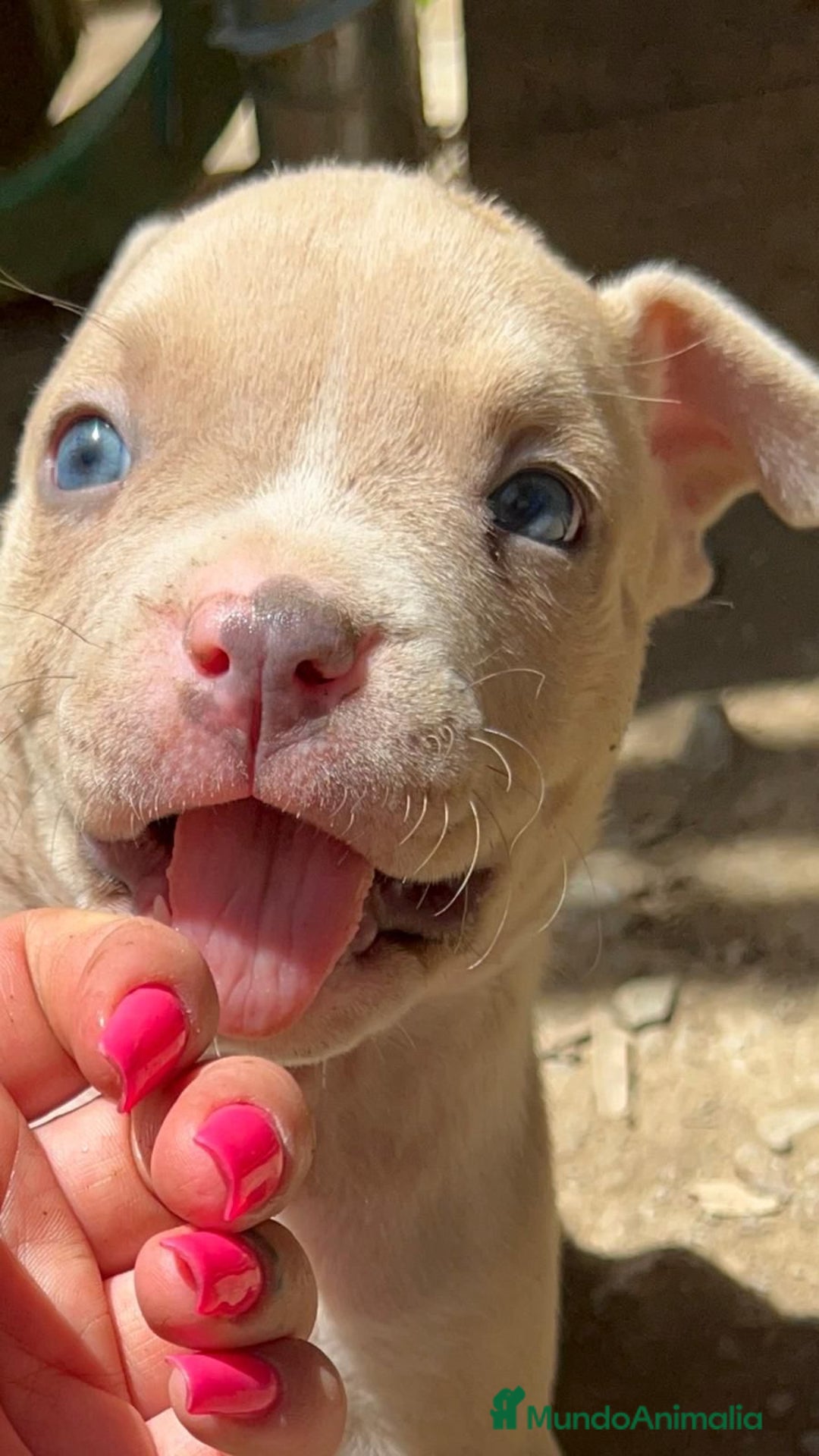 American Bully perros en venta: American bully standar  - Imagen 3