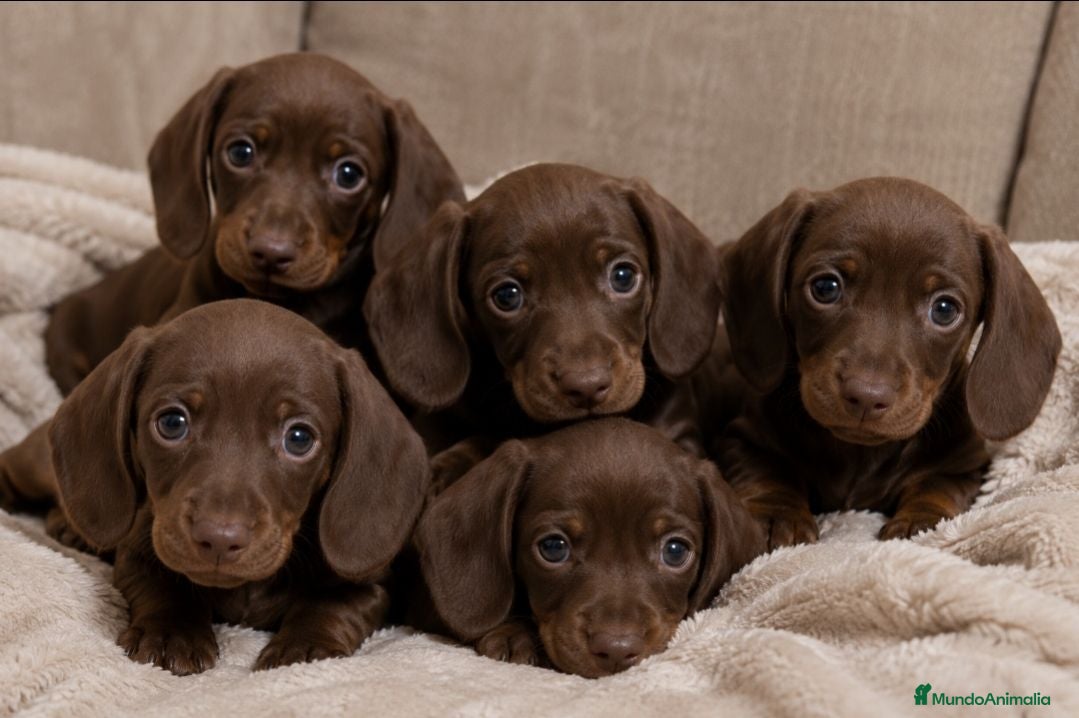 Teckel Miniatura perros Teckel Mini Chocolate 🍫  - Anuncio 3