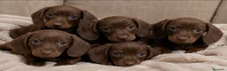 Teckel Miniatura perros en venta: Teckel Mini Chocolate 🍫  - Anuncio 1