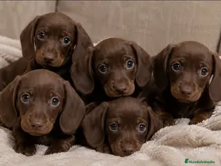 Teckel Miniatura perros Teckel Mini Chocolate 🍫 - Anuncio 3