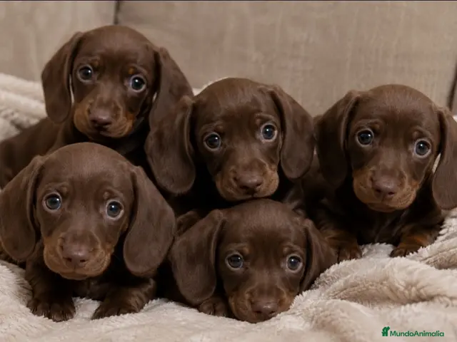 Teckel Miniatura perros Teckel Mini Chocolate 🍫 - Anuncio 21