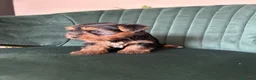 Yorkshire Terrier perros en venta: yorkshire  - Anuncio 3