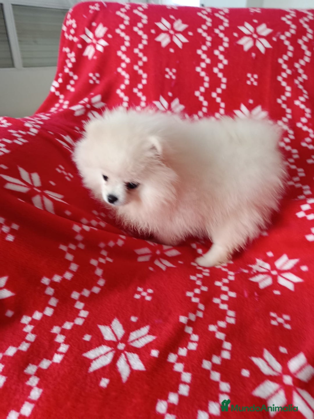 Pomerania perros en venta: Pomerania mini en Valencia  - Anuncio 3