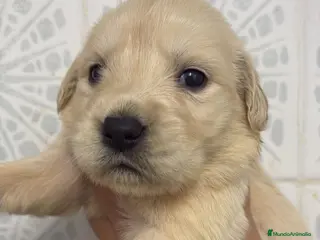 Golden Retriever perros Espectacular camada de golden - Anuncio 2