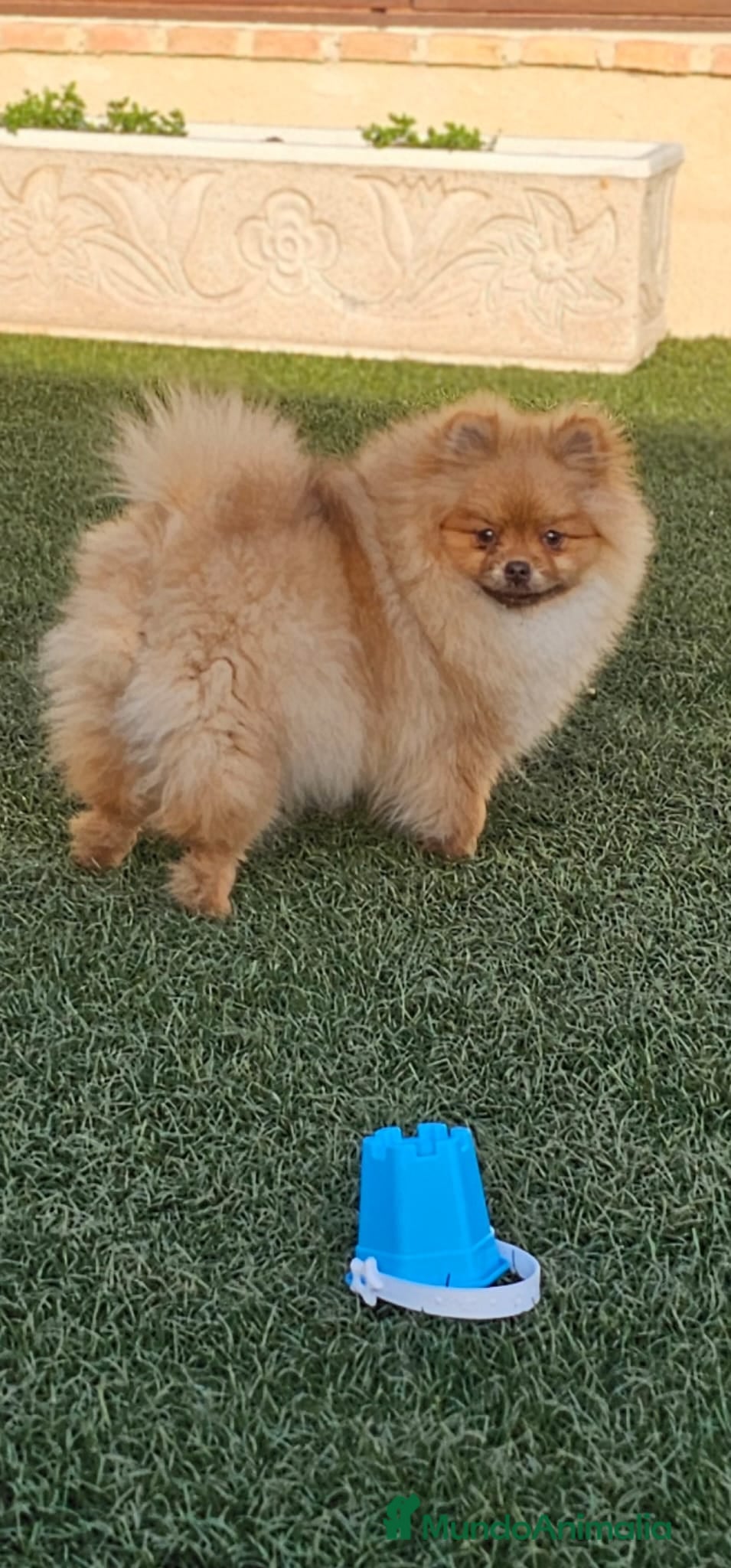 Pomerania perros CAMADA DE POMERANIA,SE PUEDEN VER,SIN COMPROMISO  - Anuncio 21