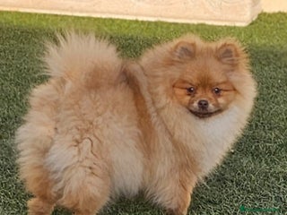Pomerania perros CAMADA DE POMERANIA,SE PUEDEN VER,SIN COMPROMISO - Anuncio 27
