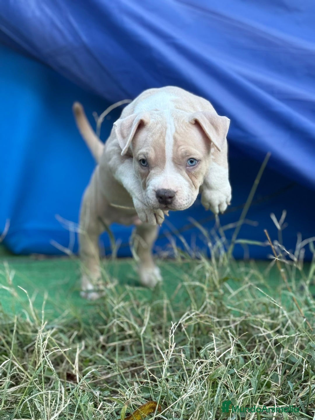 American Bully perros en venta: Americana Bully pocket ojos azules  - Imagen 3