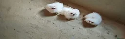Pomerania perros en venta: POMERANIAS MACHITOS CHIQUITINES  - Anuncio 1