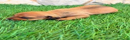 Teckel Miniatura perros en venta: Teckel miniatura rojizo - Anuncio 16