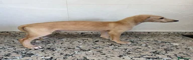 Galgo Español 3