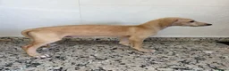 Galgo Español perros en venta: GALGOS ESPAÑOLES - Anuncio 10