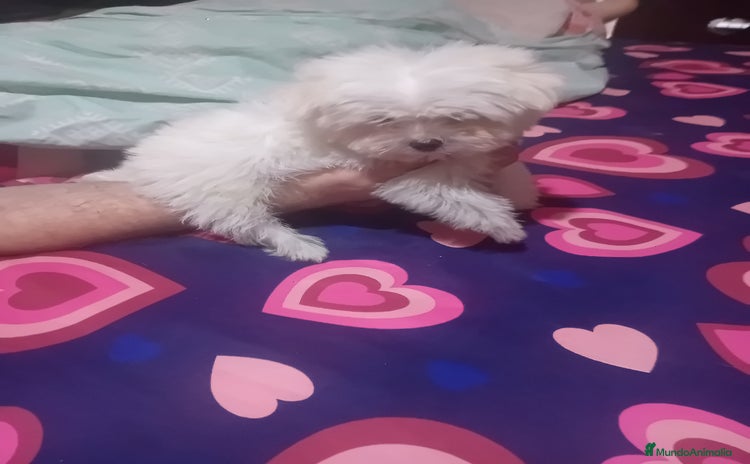 Bichón Maltés perros ‼️‼️Preciosa camada de bichón maltes toy - Anuncio 1