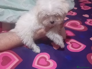 Bichón Maltés perros ‼️‼️Preciosa camada de bichón maltes toy - Anuncio 1