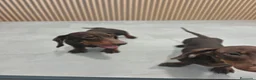 Teckel Miniatura perros en venta: Teckel Mini chocolate machos  - Anuncio 7