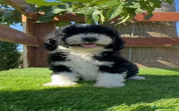Perro de Agua Español perros en venta: PERRO DE AGUA MACHO - Imagen 2