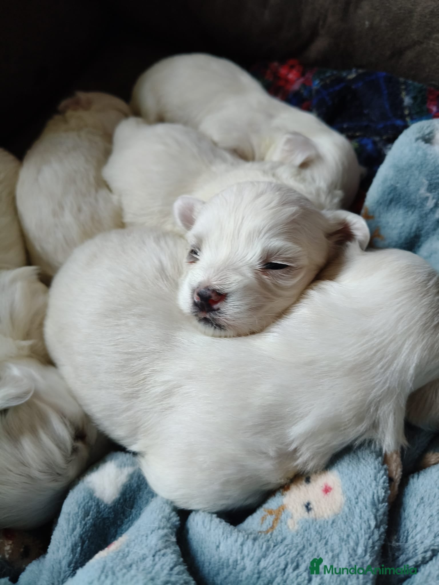 Bichón Maltés perros CAMADA DE PRECIOSOS BICHONES MALTES D - Anuncio 2